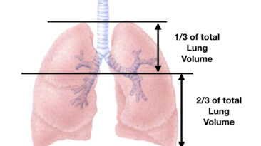 Lungs-Diagram